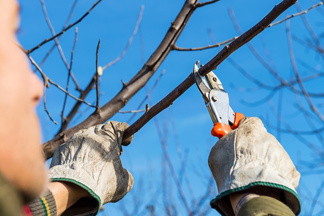 The Advantages of Professional Tree Maintenance Services