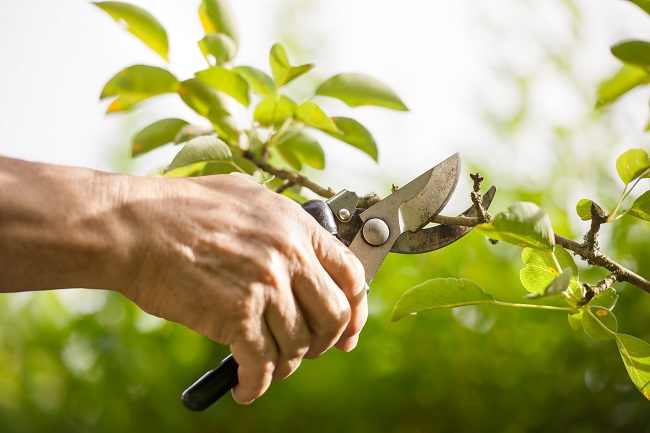 Protecting the Health of Your Trees Through Tree Pruning