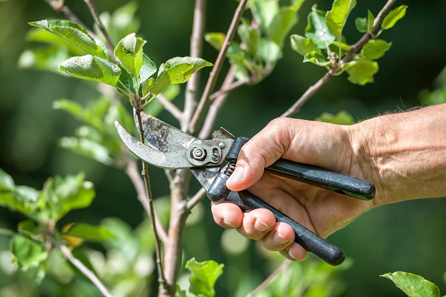 The Top Five Benefits of Tree Pruning