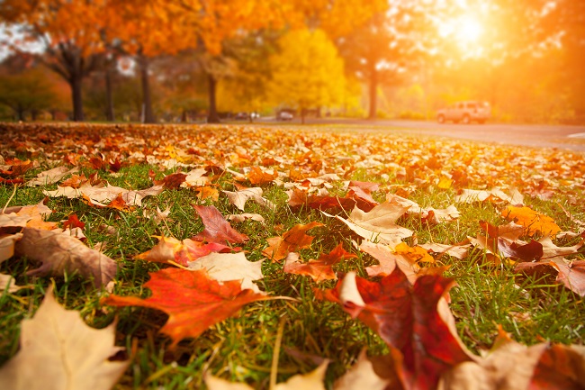 Fall and Winter Commercial Lawn Maintenance