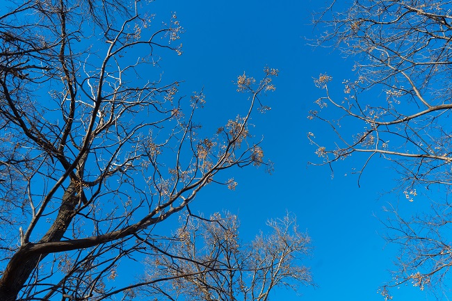 5 Reasons to Schedule Tree Pruning in the Winter