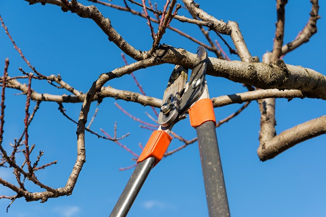 Why Tree Pruning Is So Important