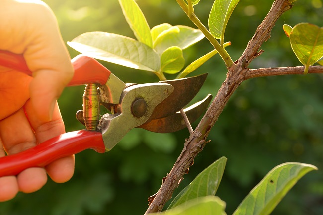 What Does Pruning Actually Do To Your Plants?