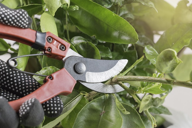 4 Things to Know About Pruning Trees and Shrubs