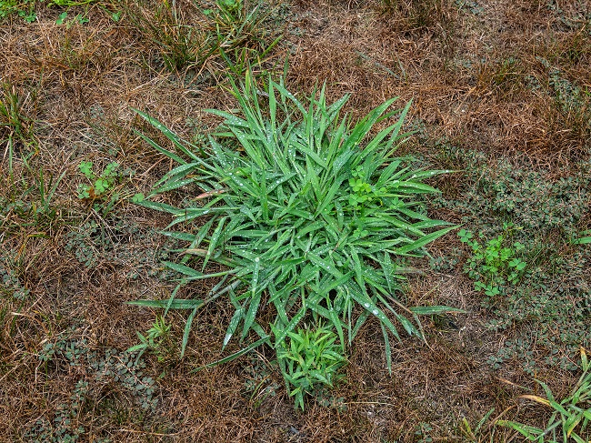 5 Tips for Preventing and Killing Crabgrass