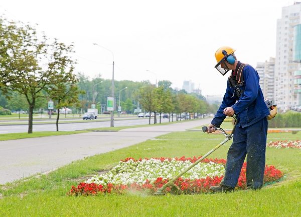 City landscaper man gardener cutting grass around planted flowers with string lawn trimmer