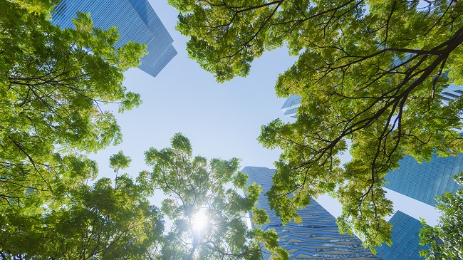 Why Tree Pruning is Important for Commercial Properties: A Guide for Business Owners