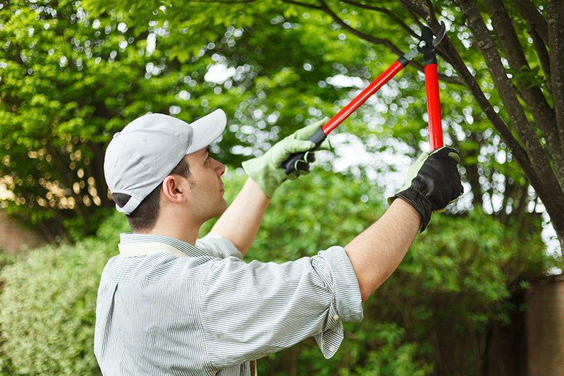 Importance of Tree Pruning