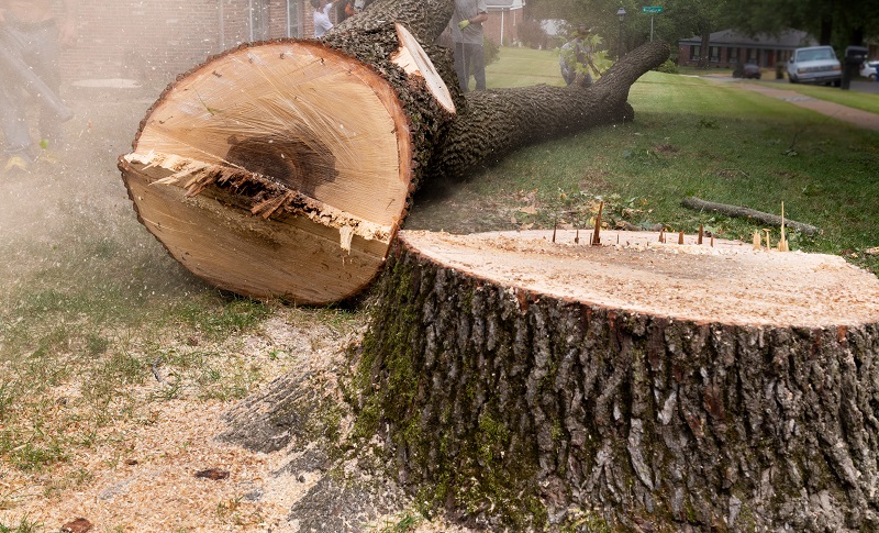 large tree removal