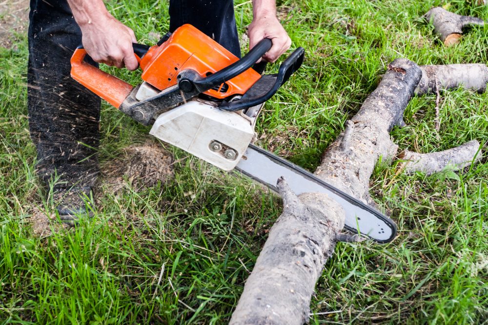 Everything You Need to Know When Hiring a Tree Company