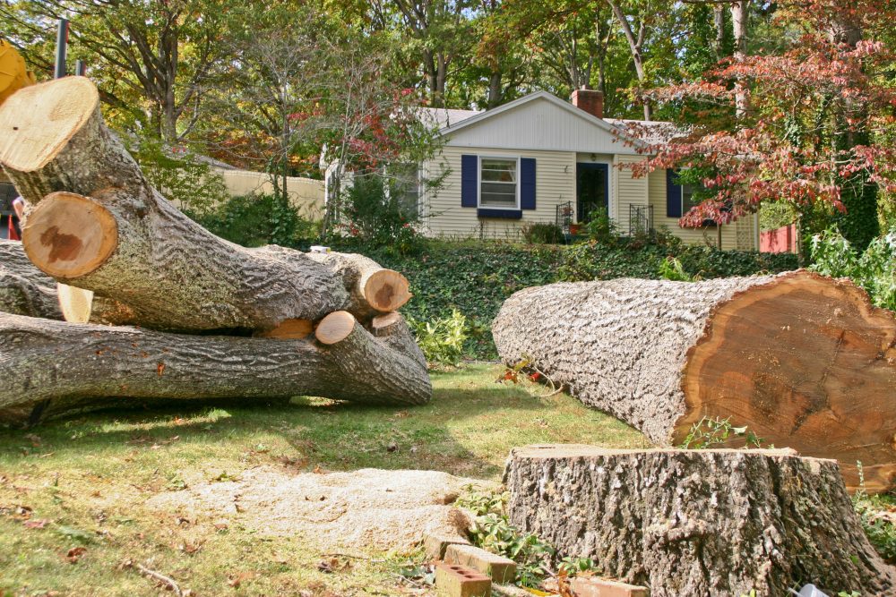 What To Expect During a Professional Large Tree Removal?